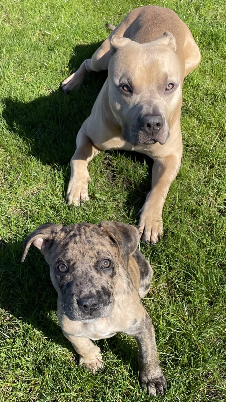 Medusa, a Perro de Presa Canario and American Pit Bull Terrier mix tested with EmbarkVet.com