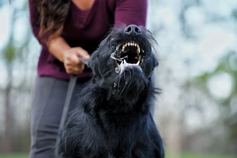 Vaatu, a Black Russian Terrier and Belgian Malinois mix tested with EmbarkVet.com