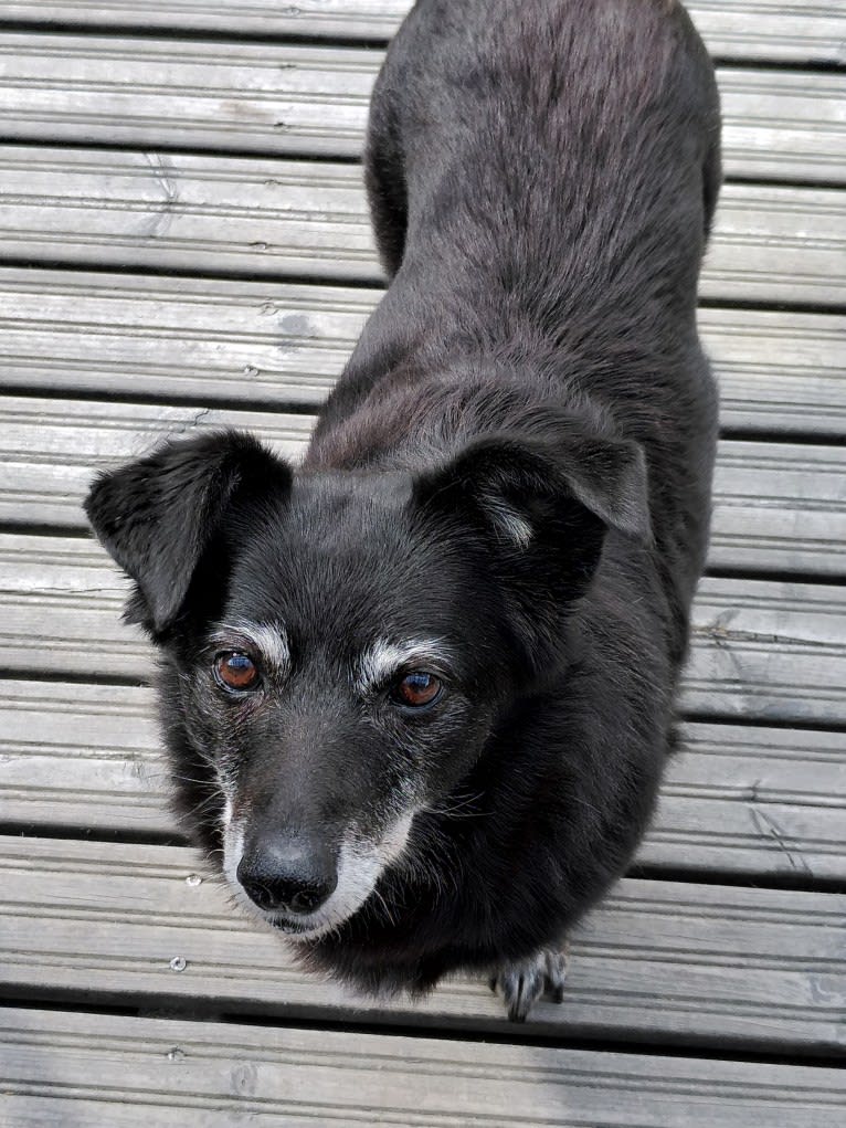 Mažė, an European Village Dog tested with EmbarkVet.com