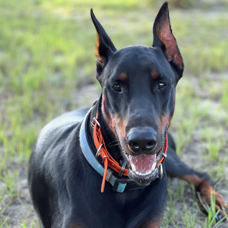 Citali Agir Di Liguori, a Doberman Pinscher tested with EmbarkVet.com