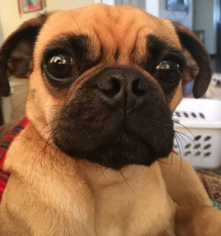 Seymour, a Pug and Beagle mix tested with EmbarkVet.com