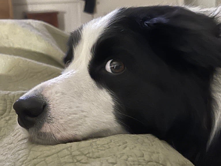 Angel, a Border Collie tested with EmbarkVet.com