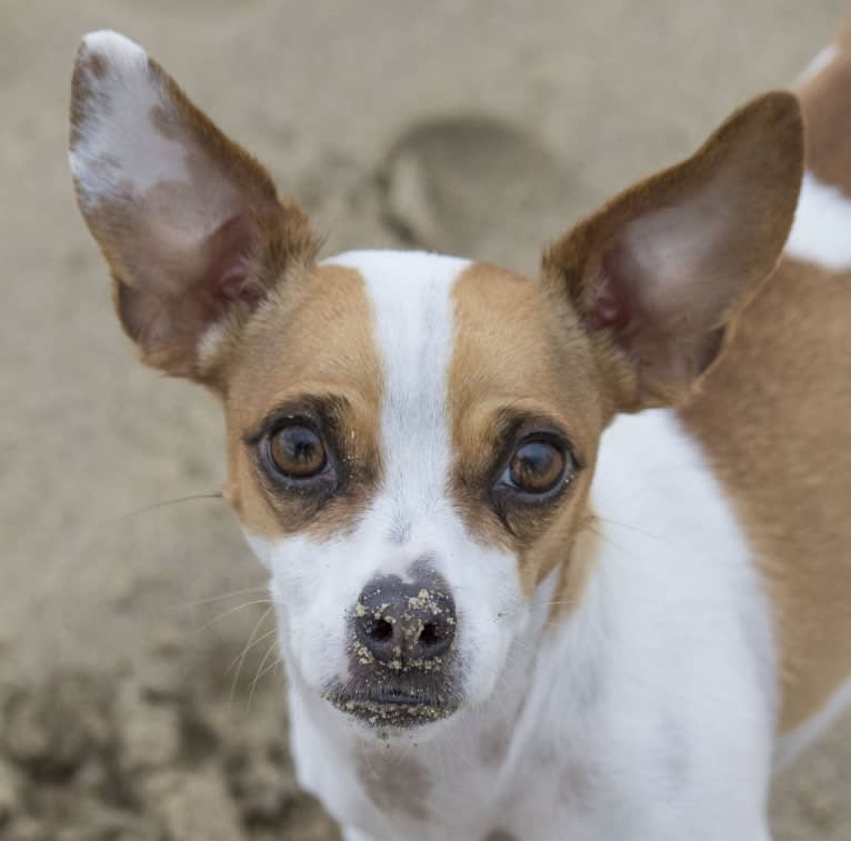 John Snow, a Chihuahua and American Pit Bull Terrier mix tested with EmbarkVet.com