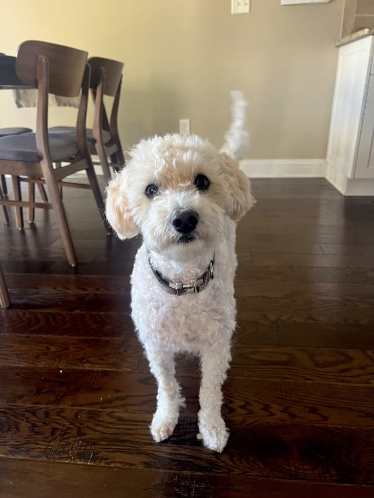 Theo, a Poodle (Small) and Pekingese mix tested with EmbarkVet.com