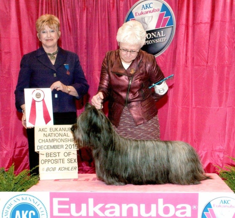 FAme, a Skye Terrier tested with EmbarkVet.com