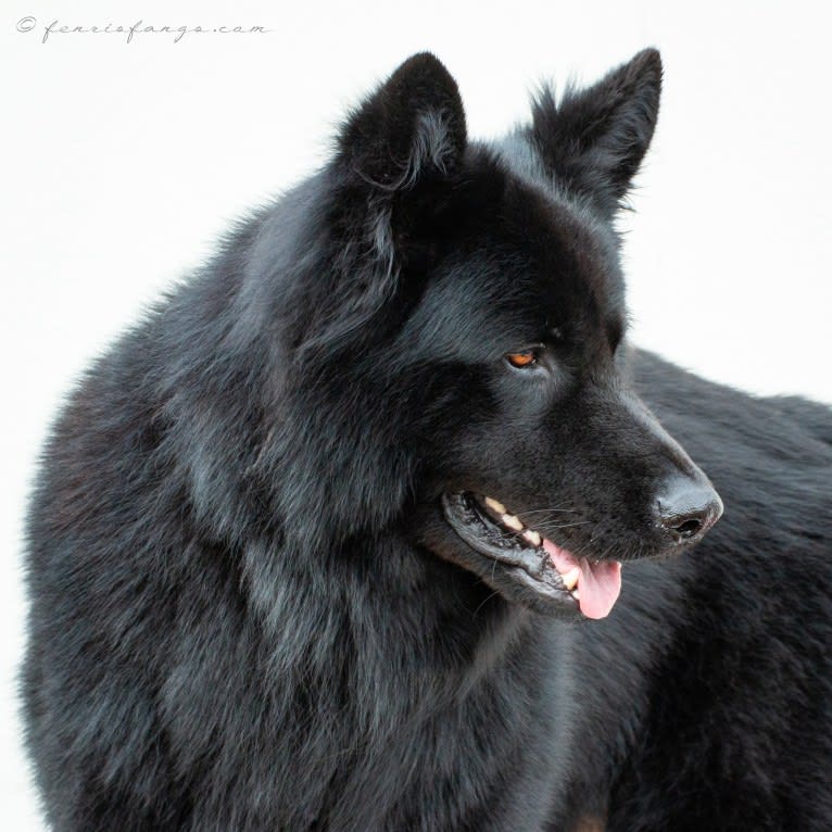 DARYUN, a German Shepherd Dog tested with EmbarkVet.com