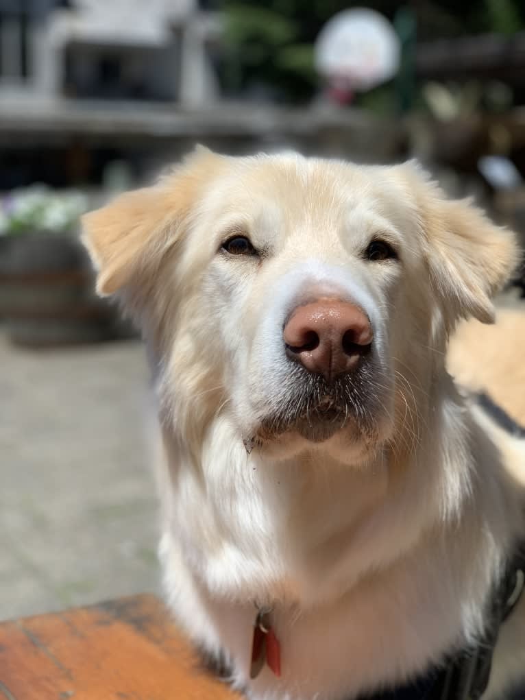 Koa, a Siberian Husky and Golden Retriever mix tested with EmbarkVet.com