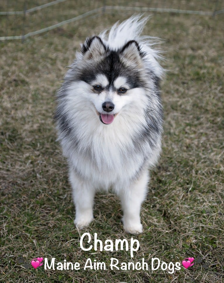Champ, a Pomsky tested with EmbarkVet.com