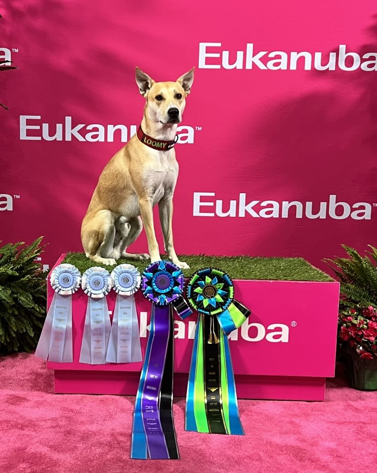 Loomy, a Carolina Dog tested with EmbarkVet.com