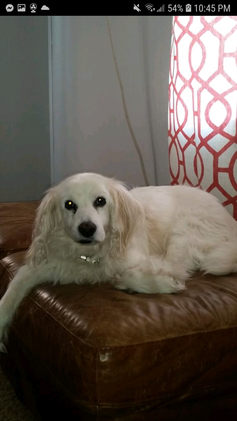 Peaty, an American Eskimo Dog and Cocker Spaniel mix tested with EmbarkVet.com