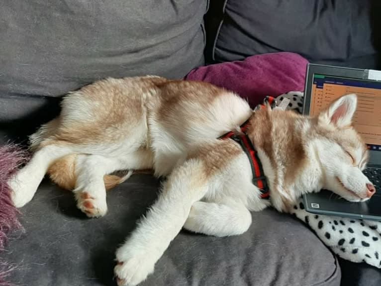 Simba, a Siberian Husky and Pomeranian mix tested with EmbarkVet.com