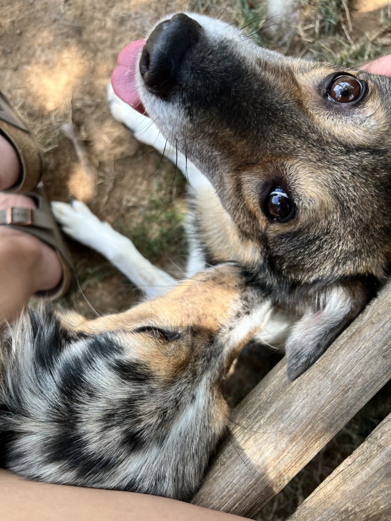 Eko, a Central Asian Village Dog tested with EmbarkVet.com