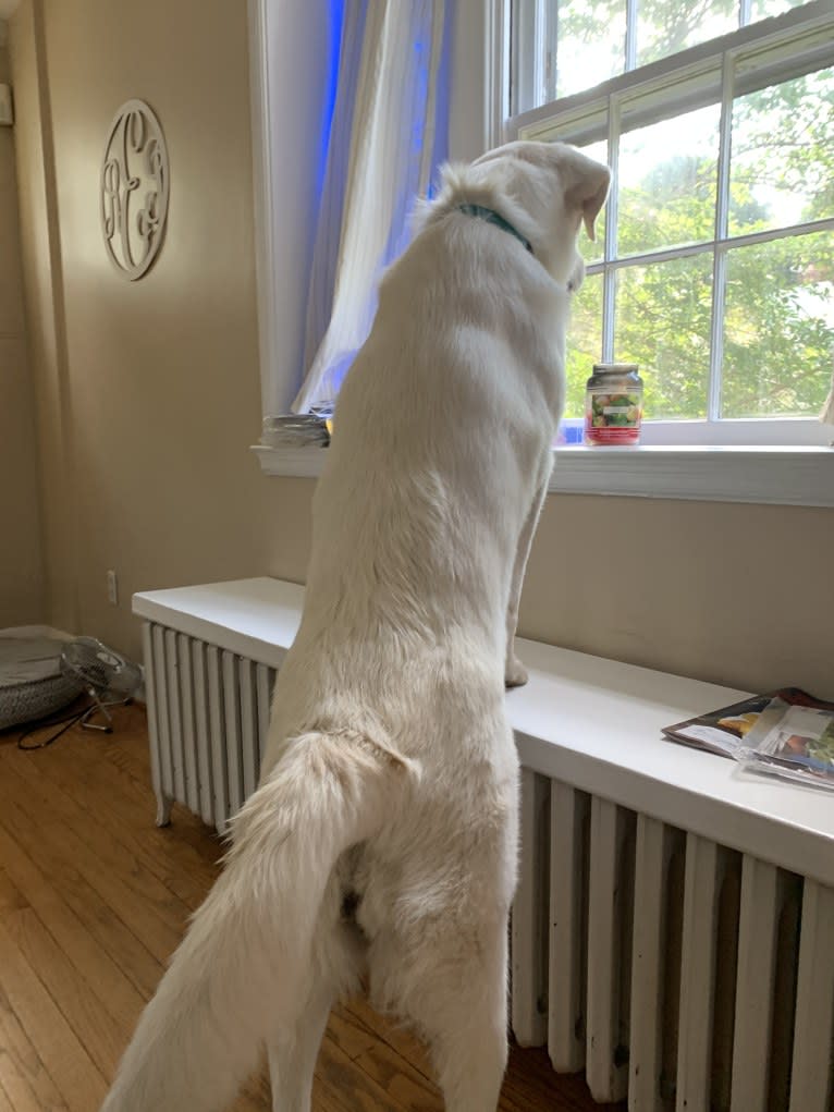 Chloe, a Great Pyrenees and Anatolian Shepherd Dog mix tested with EmbarkVet.com