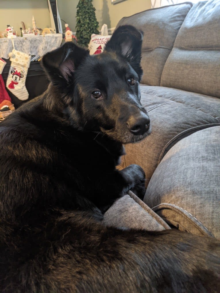 Freya, a Norwegian Elkhound and Golden Retriever mix tested with EmbarkVet.com