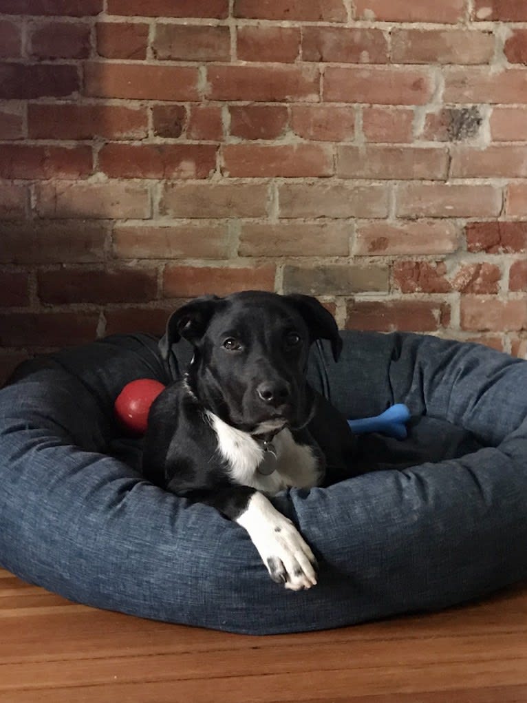 Ralph, an Australian Cattle Dog and American Pit Bull Terrier mix tested with EmbarkVet.com