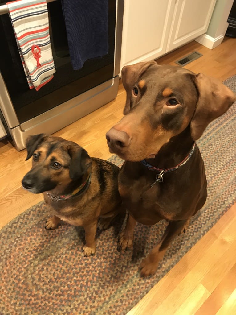 Jesaran dobermans hotsell