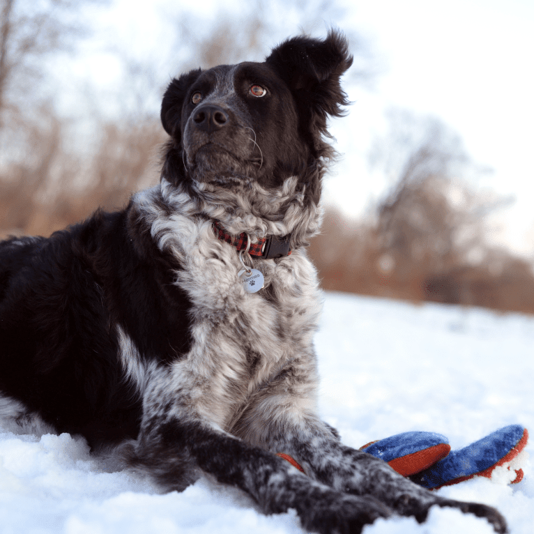 Hermes, an Australian Cattle Dog and Maremma Sheepdog mix tested with EmbarkVet.com