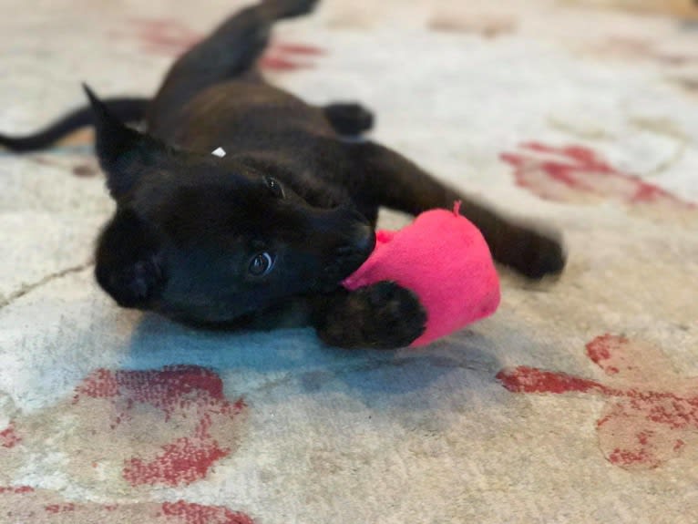 E'Bob, a Dutch Shepherd tested with EmbarkVet.com