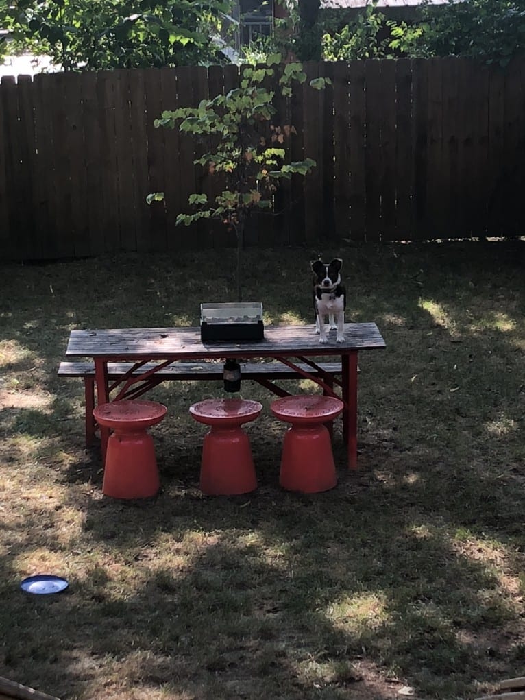 Didi, a Border Collie and Australian Cattle Dog mix tested with EmbarkVet.com