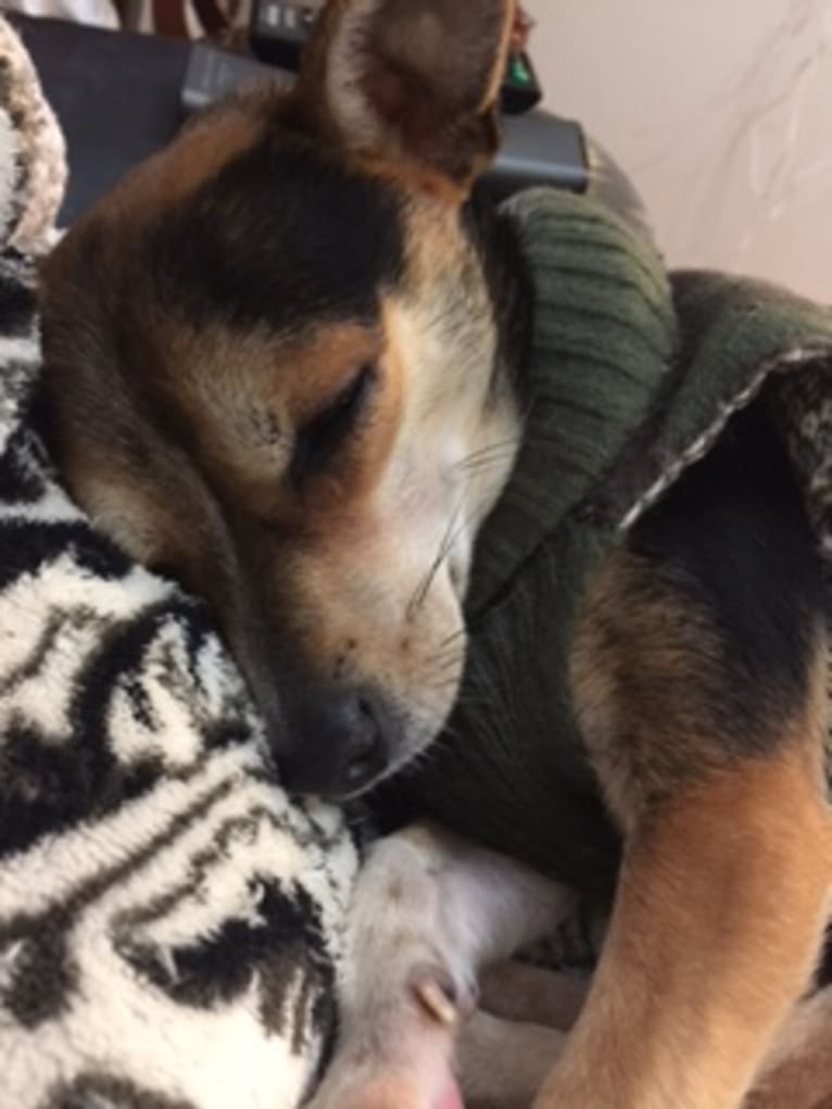 Milo, a Yorkshire Terrier and Miniature Pinscher mix tested with EmbarkVet.com