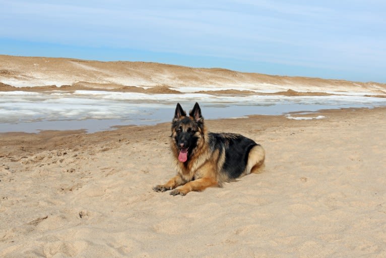 Maya, a German Shepherd Dog tested with EmbarkVet.com