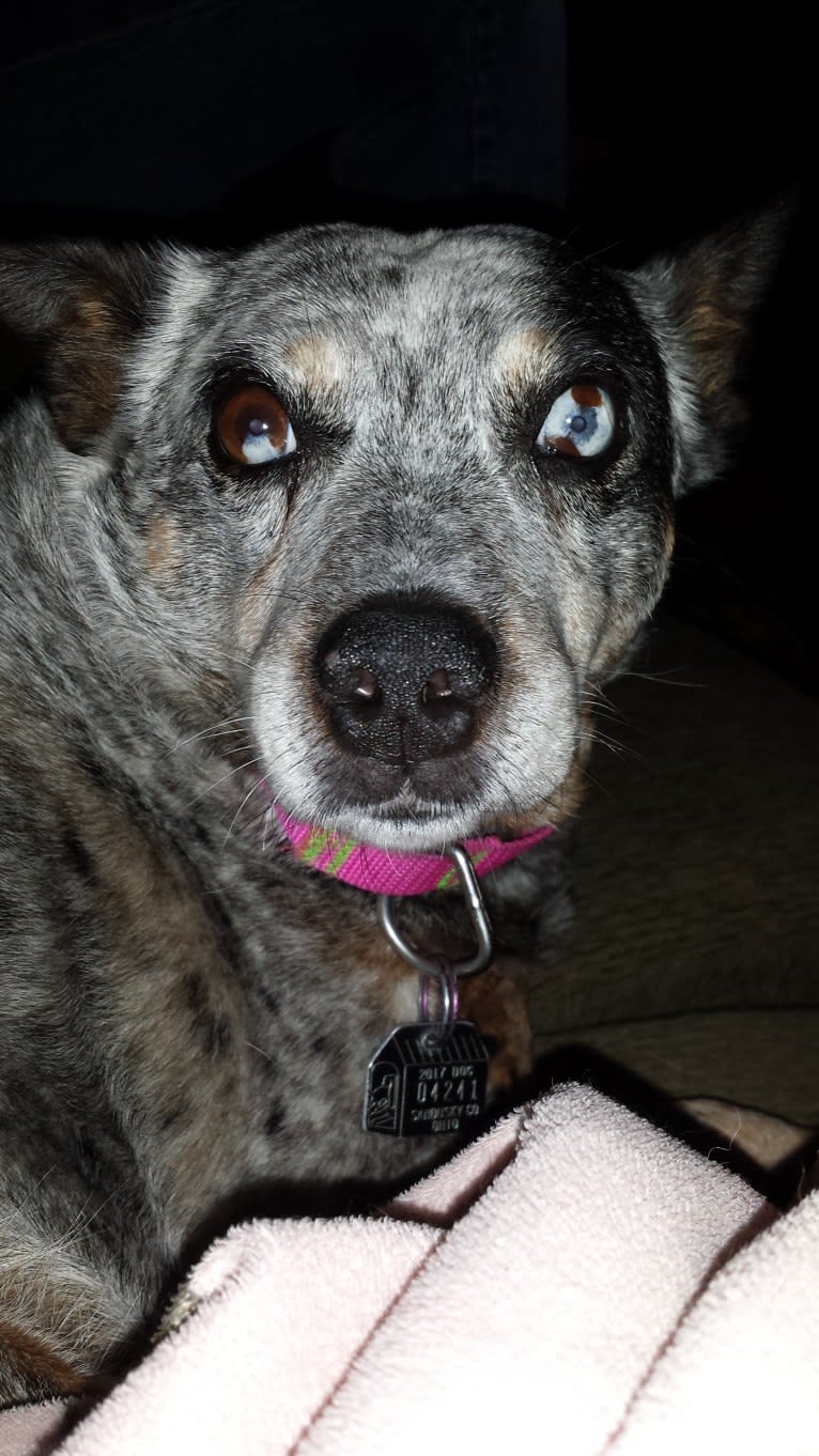 Shadoe, an Australian Cattle Dog tested with EmbarkVet.com