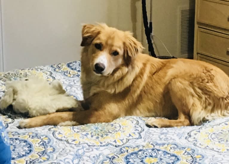 Rusty, a Border Collie and Australian Shepherd mix tested with EmbarkVet.com