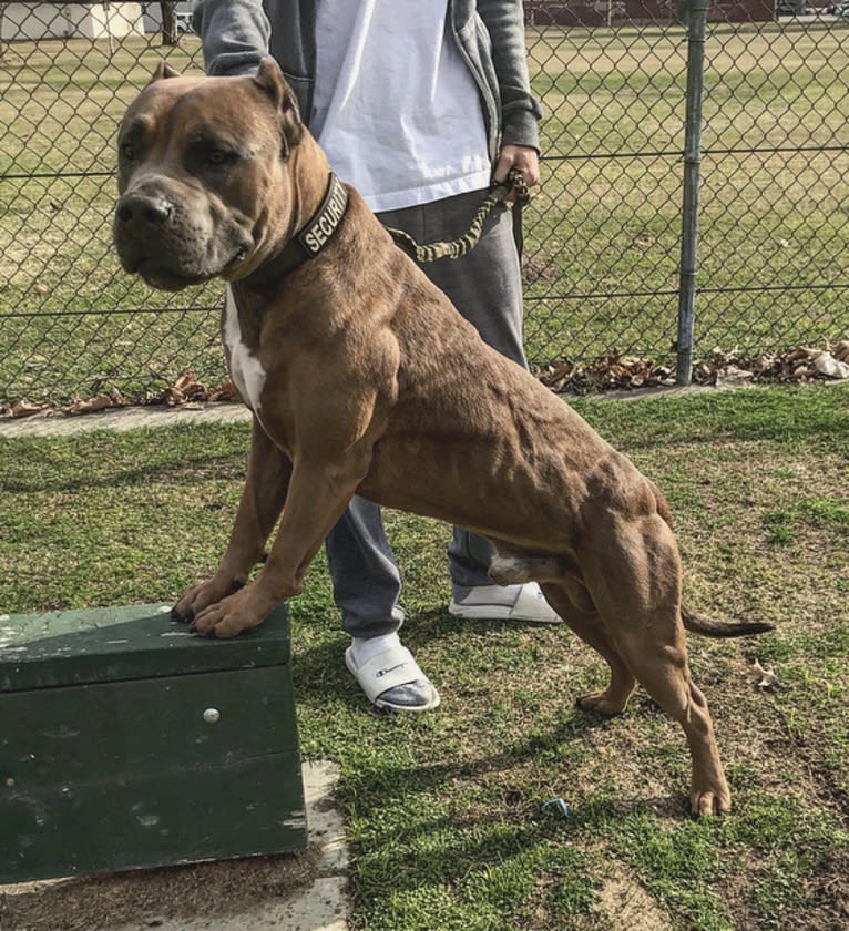 Storm King, an American Bully tested with EmbarkVet.com