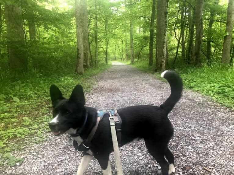 Newt, an Australian Cattle Dog and Border Collie mix tested with EmbarkVet.com