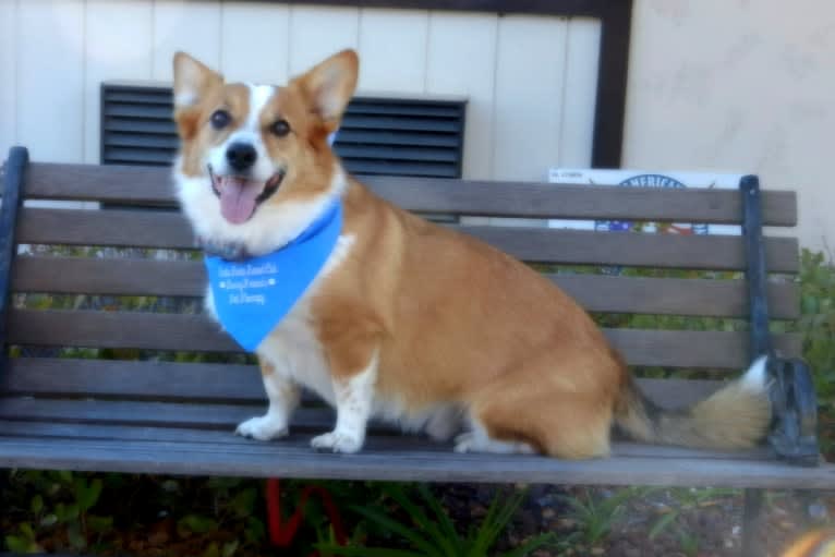 Wizard, a Pembroke Welsh Corgi and Border Collie mix tested with EmbarkVet.com