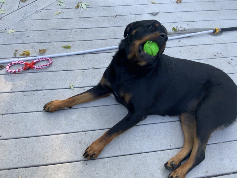 Grayce Hiza, a Rottweiler tested with EmbarkVet.com