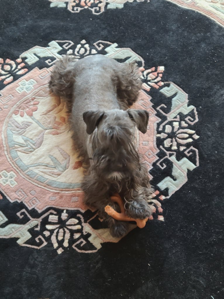 Julerr's Flynn McAllister, a Cesky Terrier tested with EmbarkVet.com