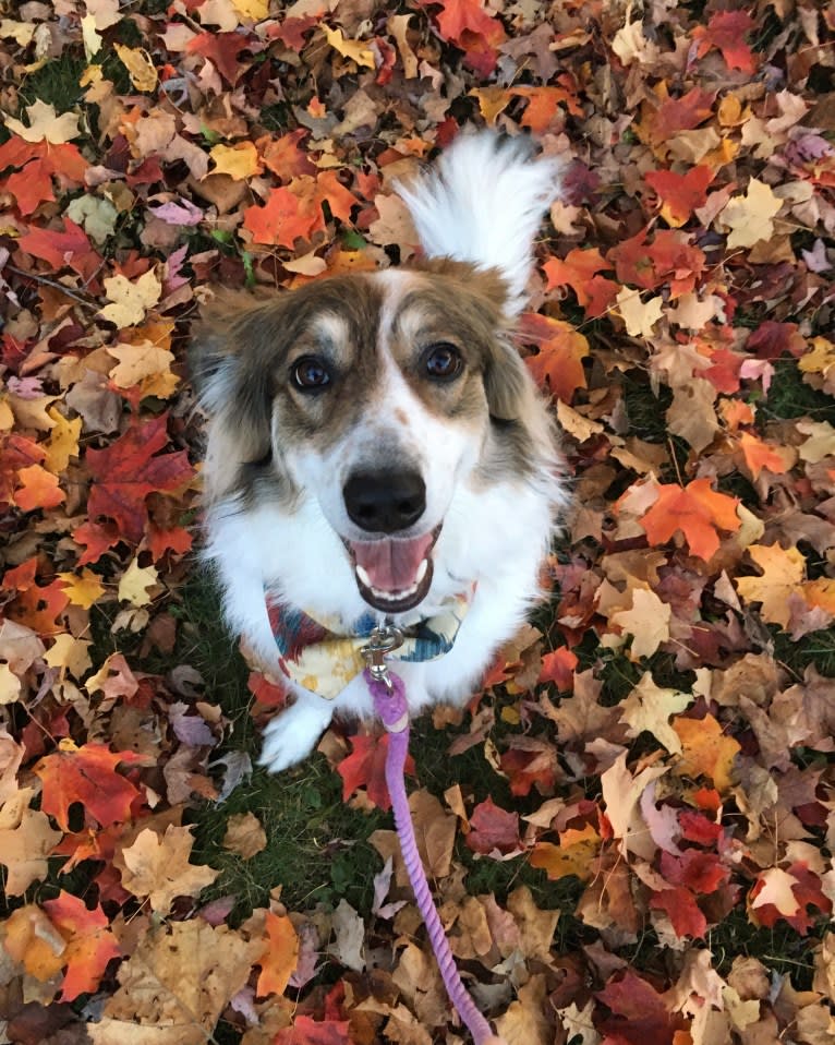 Zoey, a Border Collie and Maremma Sheepdog mix tested with EmbarkVet.com