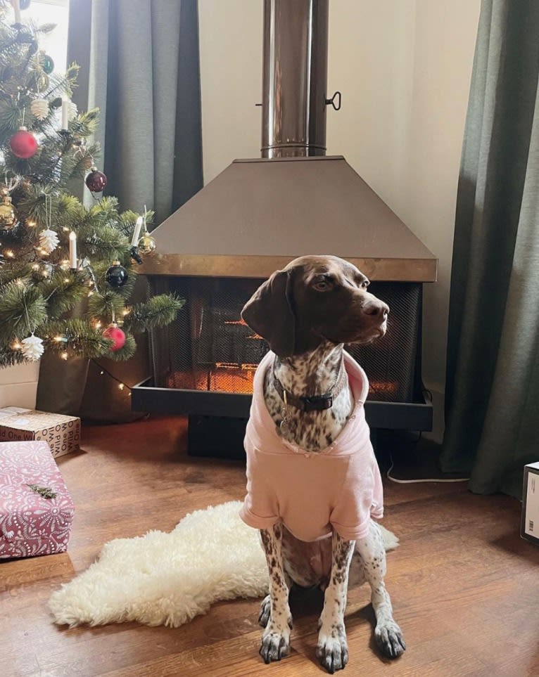 Juniper, a German Shorthaired Pointer tested with EmbarkVet.com