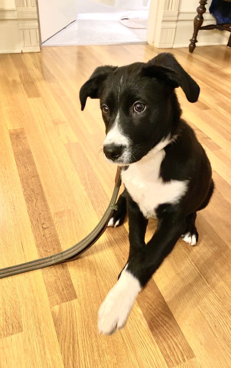 Marlowe Gandalf, a Siberian Husky and Australian Shepherd mix tested with EmbarkVet.com