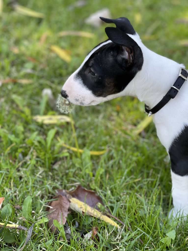 Lorenzo, a Bull Terrier tested with EmbarkVet.com