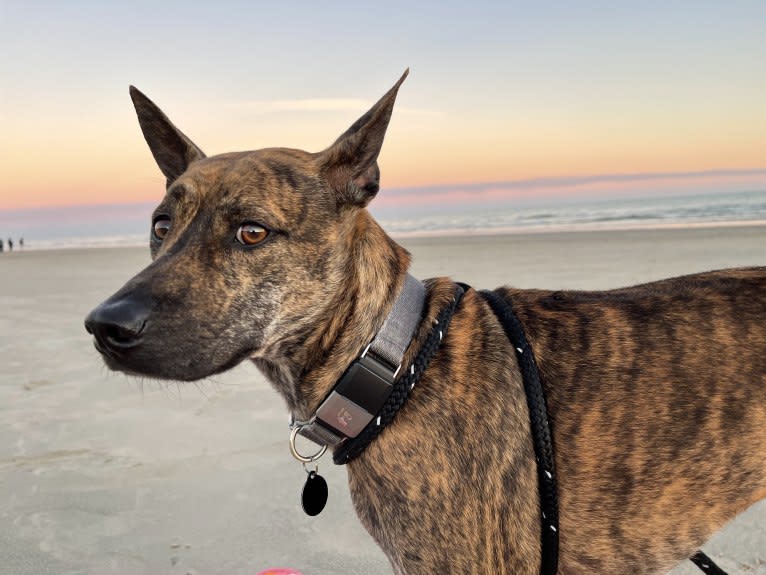 Tai, a Phu Quoc Ridgeback tested with EmbarkVet.com