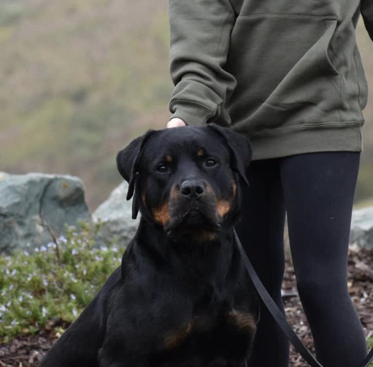 Wüstenhaus Samson, a Rottweiler tested with EmbarkVet.com