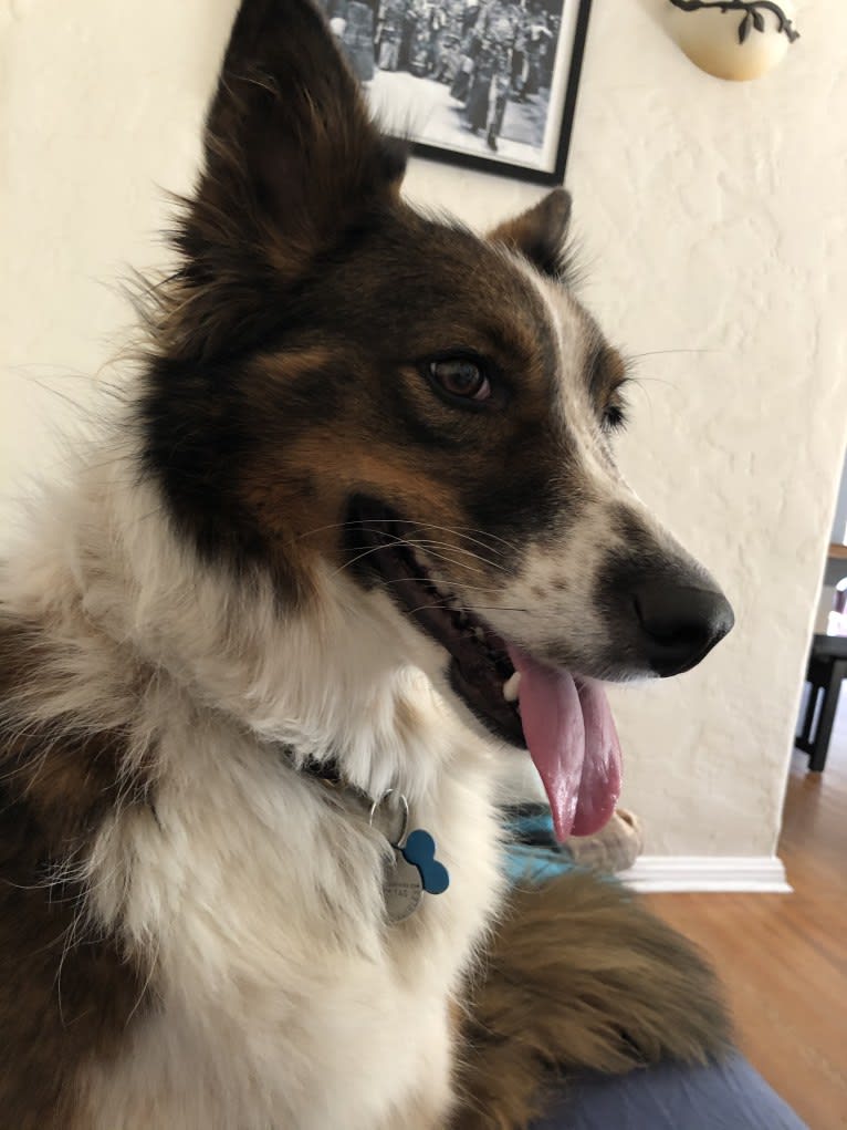 Cora, an Australian Cattle Dog and Australian Shepherd mix tested with EmbarkVet.com