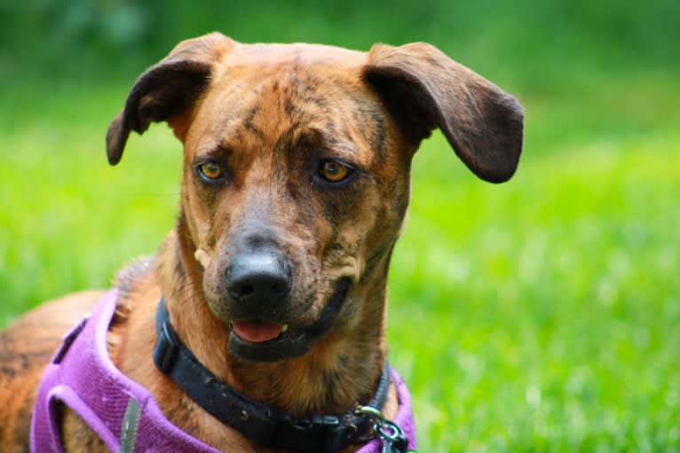 Lyza, a Catahoula Leopard Dog and American Pit Bull Terrier mix tested with EmbarkVet.com