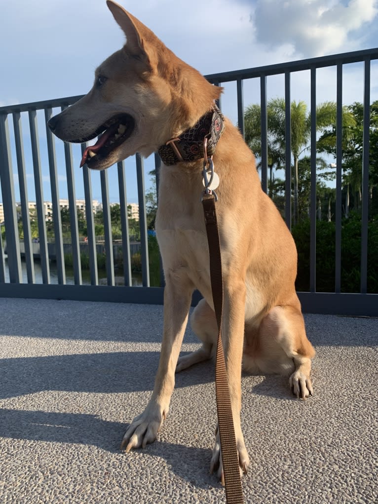 Becky, a Southeast Asian Village Dog tested with EmbarkVet.com