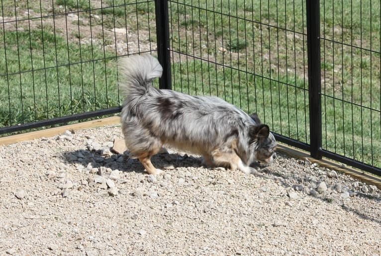 Kiki, a Chihuahua tested with EmbarkVet.com