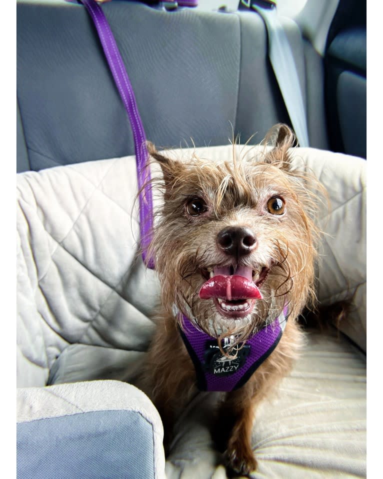 Mazzy, a Chihuahua and Maltese mix tested with EmbarkVet.com