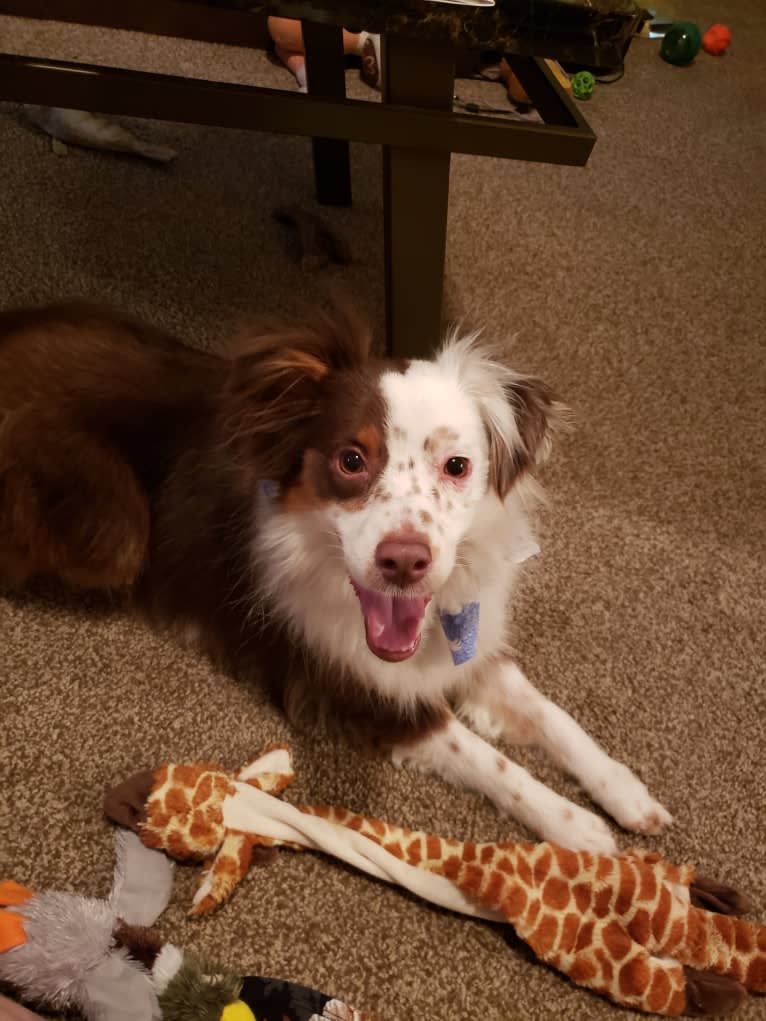 Berlin, an Australian Shepherd tested with EmbarkVet.com