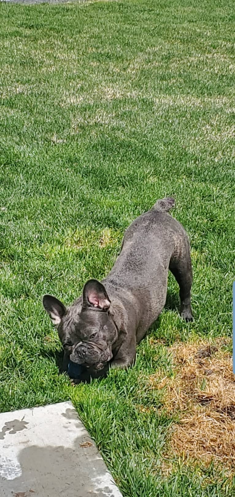 Diesel D, a French Bulldog tested with EmbarkVet.com