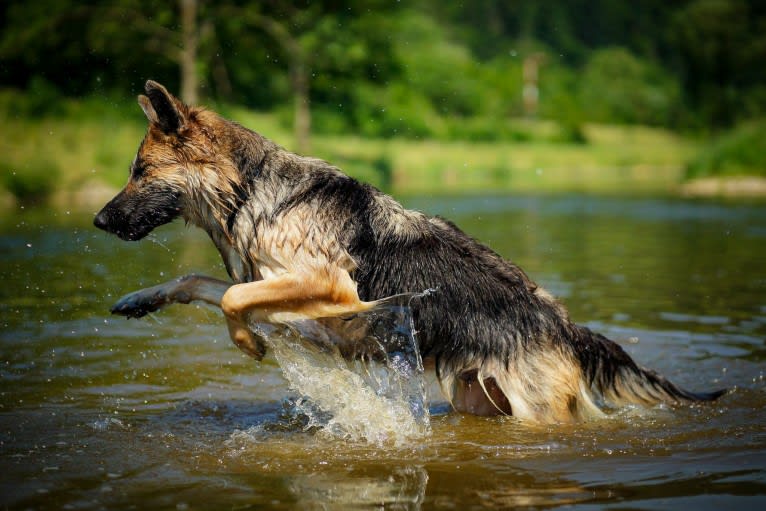 Scarlet, a German Shepherd Dog tested with EmbarkVet.com