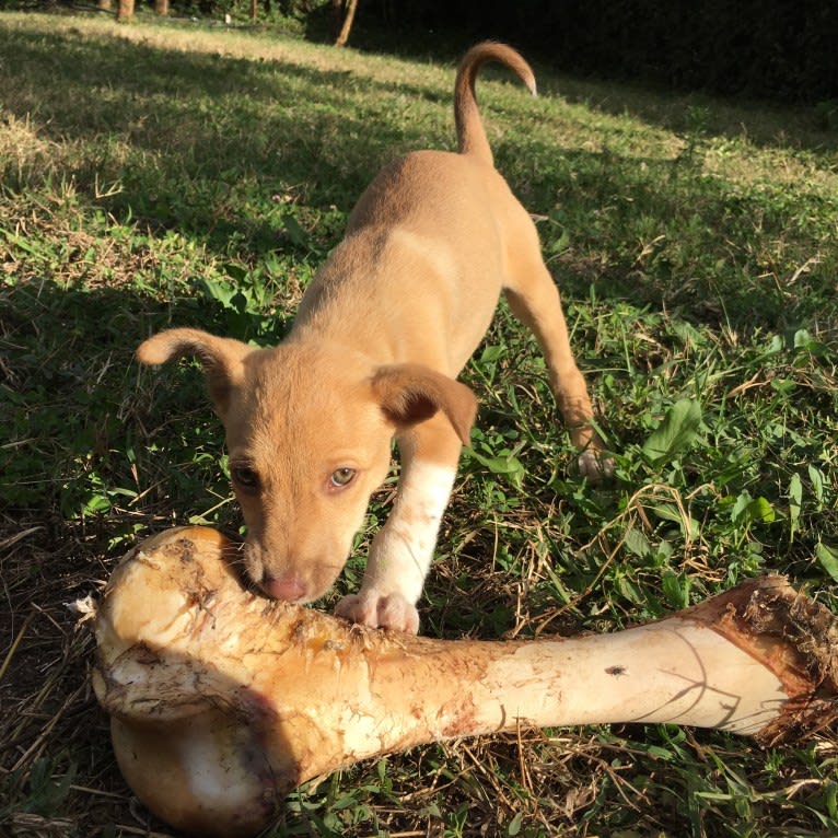 Hope, an African Village Dog tested with EmbarkVet.com