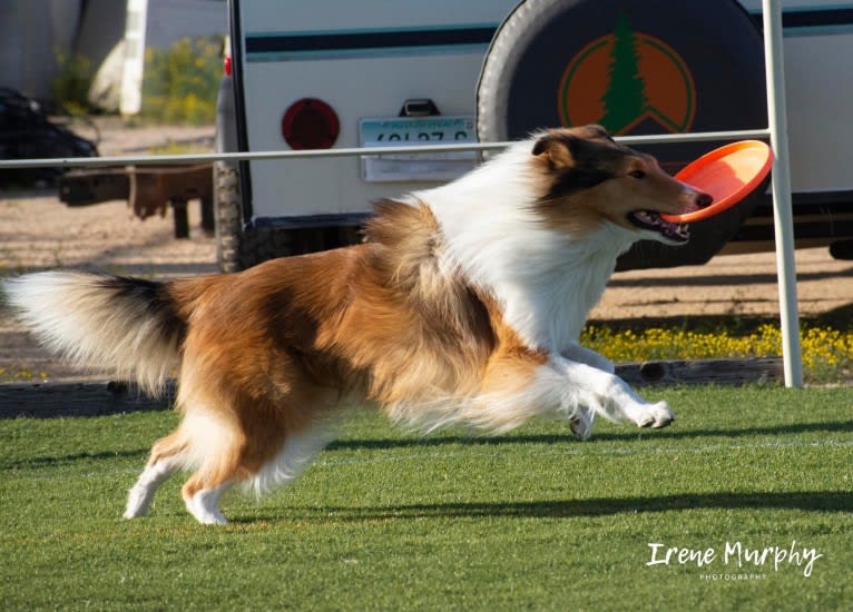 Greer, a Collie tested with EmbarkVet.com