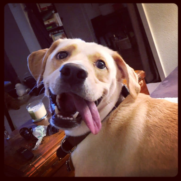 Charlie, a Labrador Retriever and Boxer mix tested with EmbarkVet.com