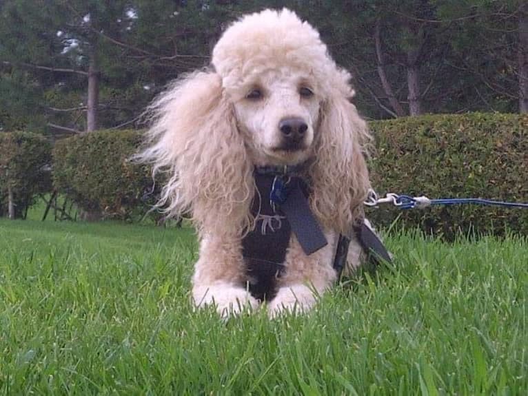 Molly Poodle, a Poodle (Small) tested with EmbarkVet.com